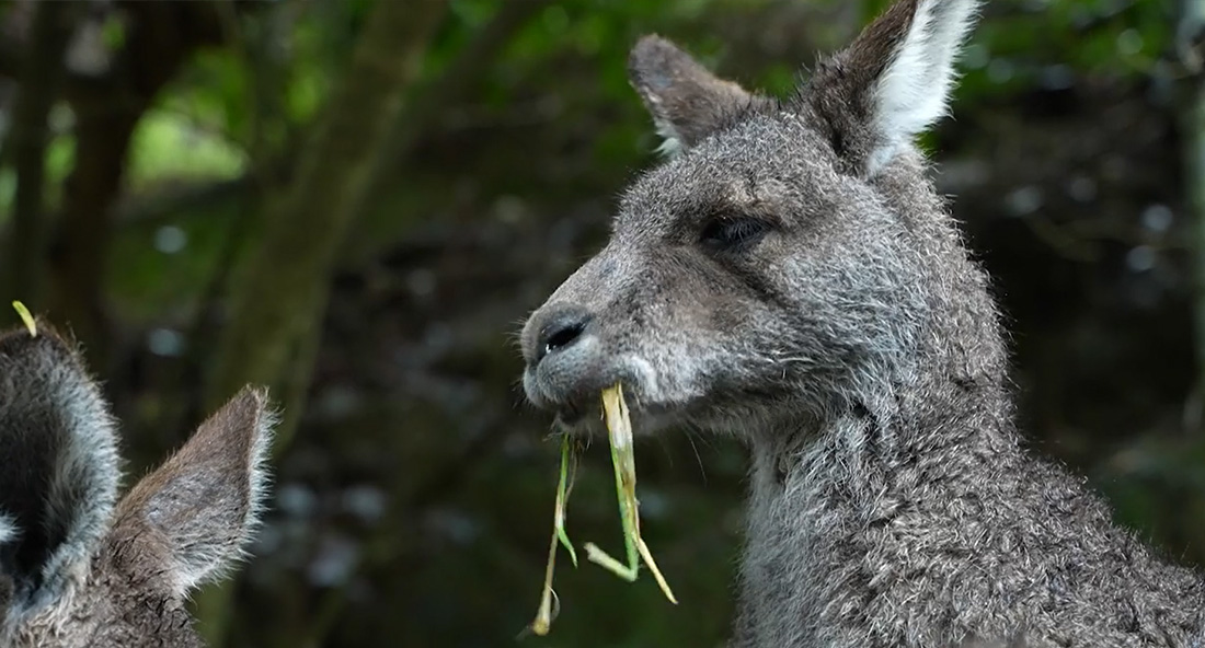 wellington-zoo-kangaroo